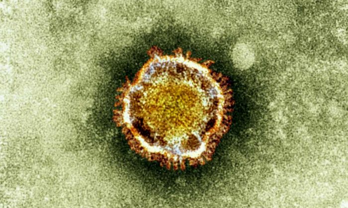 In this undated file image released by the British Health Protection Agency shows an electron microscope image of a coronavirus, part of a family of viruses that cause ailments including the common cold and SARS, which was first identified last year in the Middle East. (AP Photo/Health Protection Agency, File) 