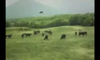 Disclosure Hearing on Aliens Gets Grizzly (+Video)