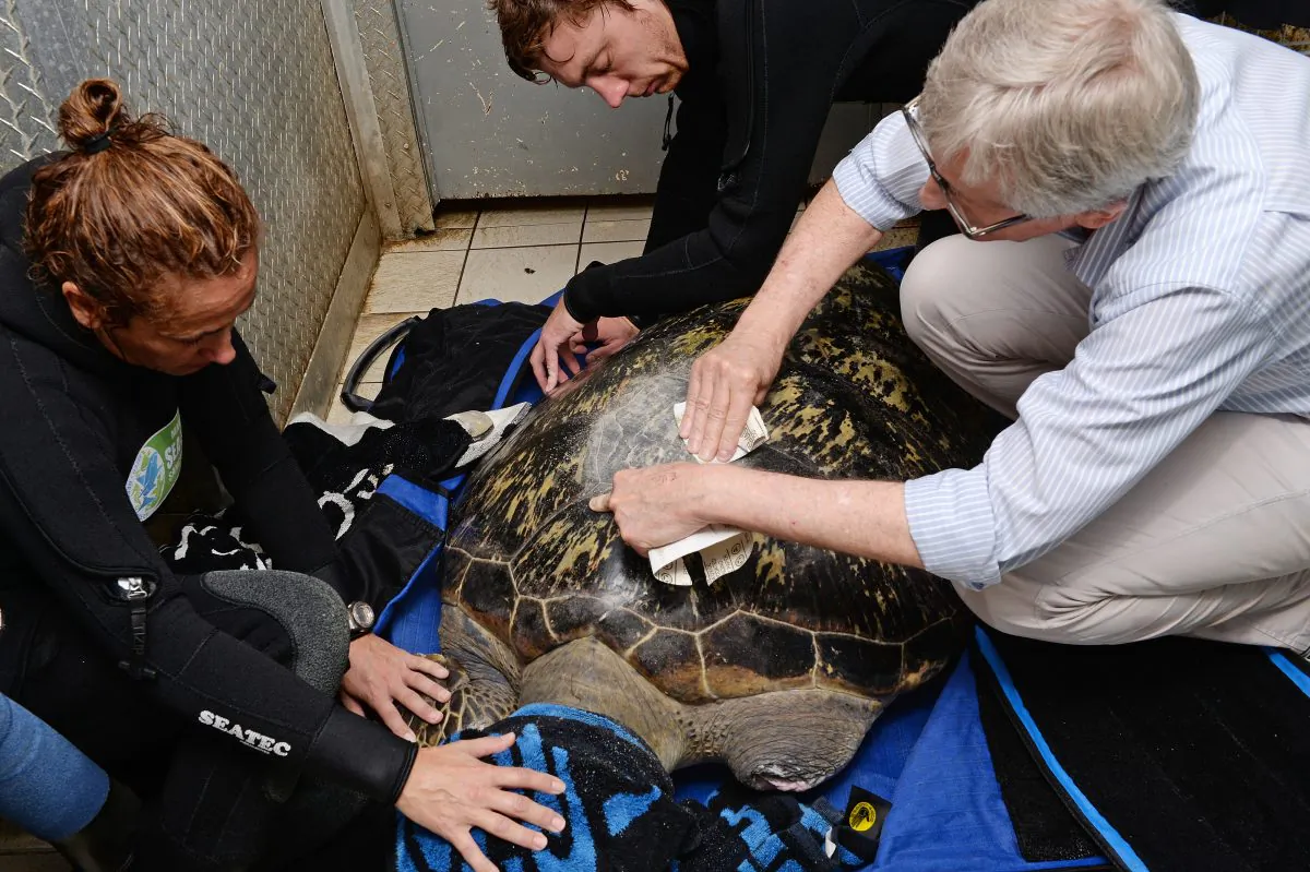 A file photo of a green sea turtle being tagged at the Manly Sea Life Sanctuary near Sydney, Australia on April 11, 2013. A green sea turtle in Dorset, England, swam for the first time in May 2013 with the help of a custom-made weight belt. (Greg Wood/AFP/Getty Images)