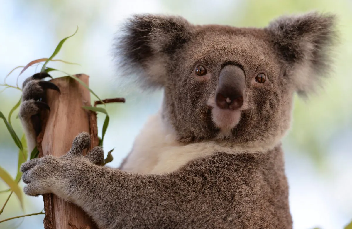  Koala sits on a branch at a zoo in Sydney, Australia, April 24, 2013. Researchers have discovered important information on the koala immune system. (GREG WOOD/AFP/Getty Images) 