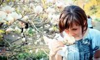 Magnolias in Kyiv (Photos)