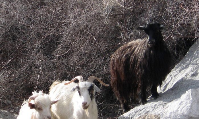 Heavy snow has killed thousands of rare Pashmina goats in the Indian Himalayas, threatening supplies of silky cashmere wool used to make high-end scarves (Wikimedia Commons)