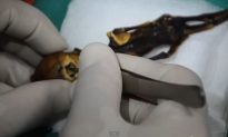 Tiny ‘Alien’ Skeleton in New Documentary (+Videos)