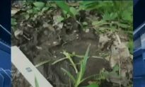 Bigfoot Reportedly Found in Pennsylvania; Police Say it was a Bear