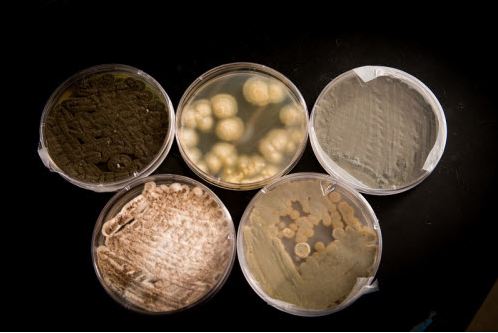 The five fungi grown from the Capri Sun. (Screenshot/Lab Manager/Tony Campbell, Indiana State University)