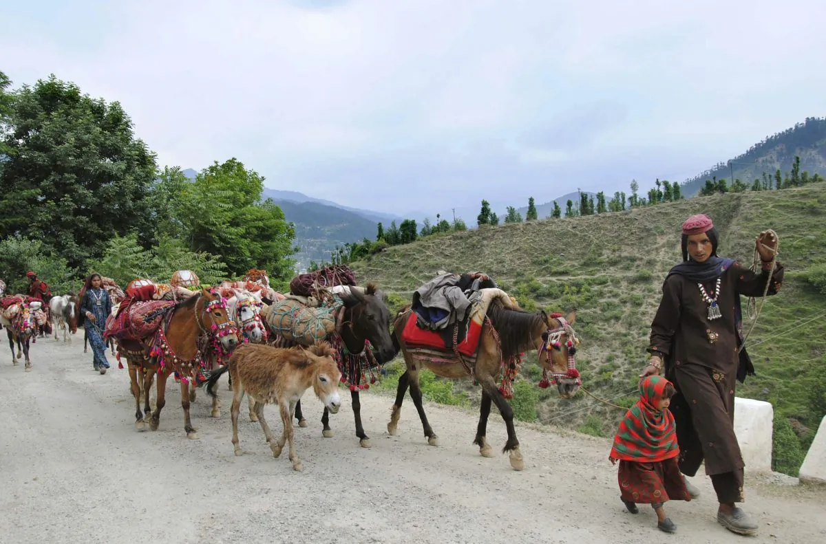 Kashmiri nomads journey with their animals as they walk in the hills on the outskirts of Doda in the northern state of Jammu and Kashmir in May 2011. A mild earthquake measuring 5.8 on Richter scale damaged few buildings in Doda, Gandoh & Badarwah and injured few children and teachers according to initial reports.(STRDEL/AFP/Getty Images)