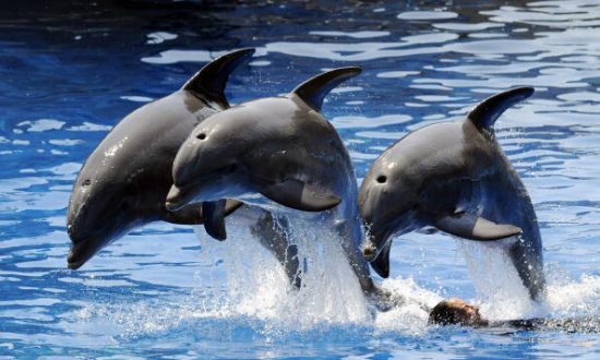 India Calls Dolphins ‘Non-Human Persons’, Bans In-Captivity Shows
