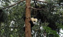 Chinese Vineyards Could Threaten Panda Habitat