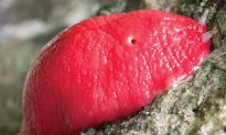 Giant Pink Slugs in Australia National Park