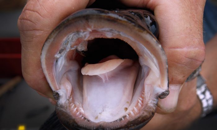 Florida aims to control invasive snakehead fish species, which are currently in NYC waterways. (Joe Raedle/Getty Images)
