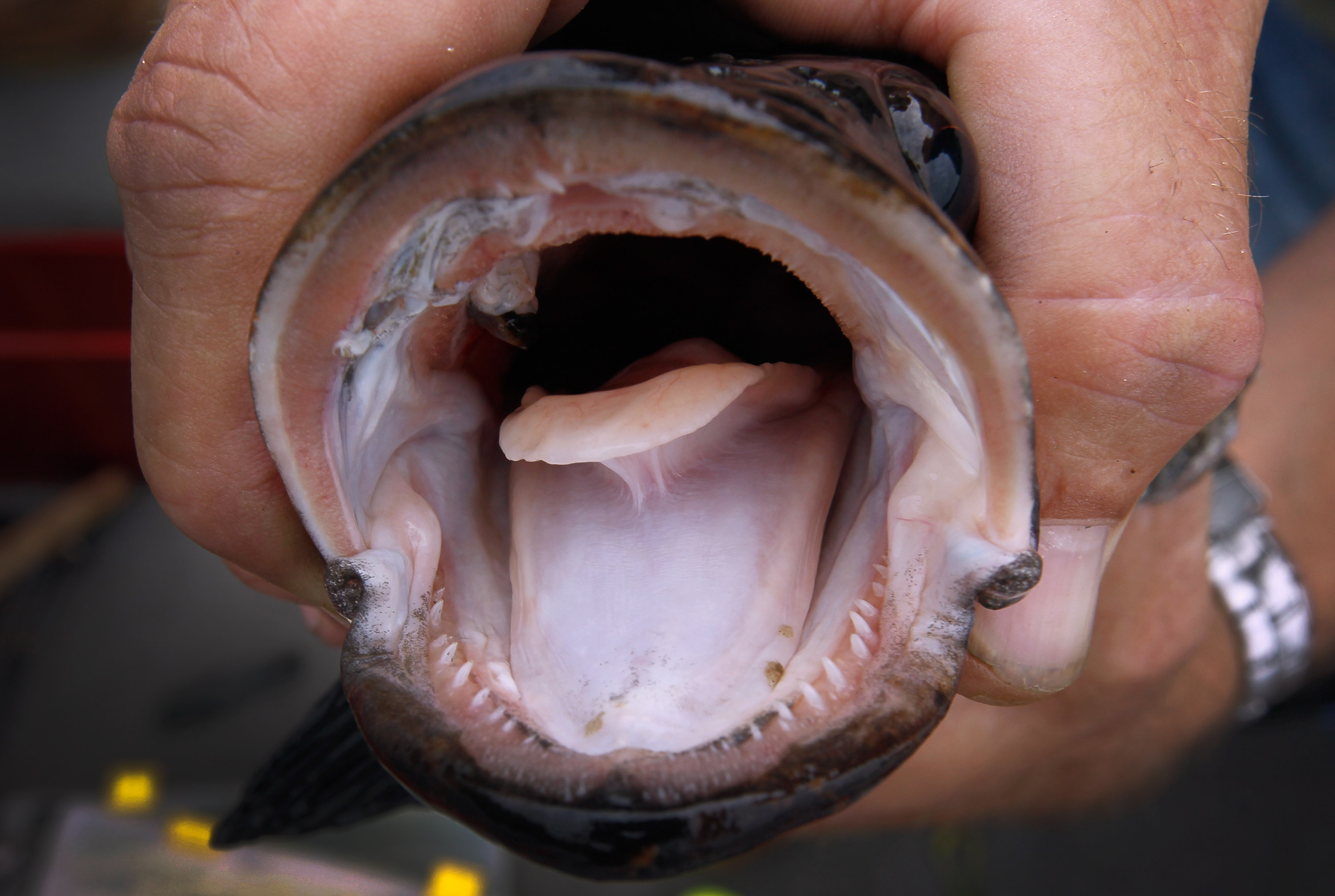 Вкус рыбы во рту. Мокрица-паразит Cymothoa exigua.