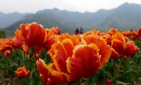 Asia’s Biggest Tulip Garden in India (Photos)