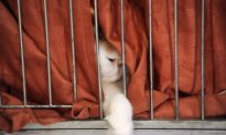 Cat Caught Smuggling Cell Phone in Russian Prison