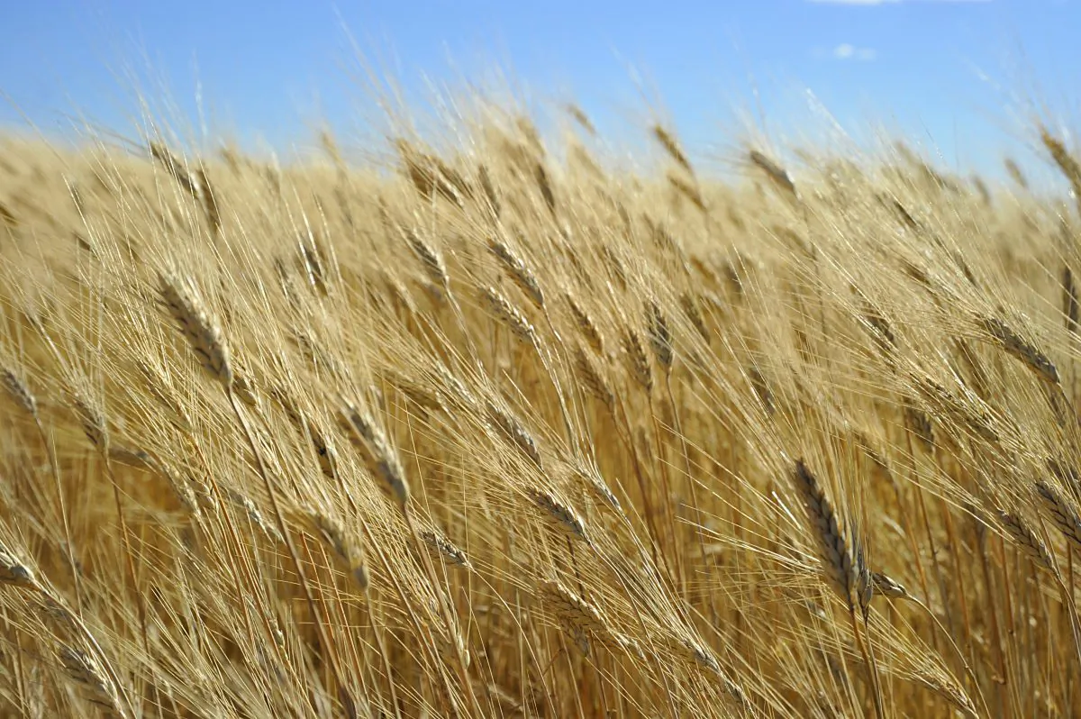 Wheat ready for harvest in North Dakota is seen in this file photo. (Karen Bleier/AFP/Getty Images)