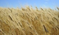 World Wheat Market Fears GMO Contamination