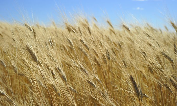 Wheat ready for harvest in North Dakota in this file photo. Unapproved genetically modified wheat found in Oregon, which prompted Japan, Korea, and Taiwan to temporarily suspend imports of wheat from the Pacific Northwest, appears to be isolated, according to the United States Department of Agriculture. (Karen Bleier/AFP/Getty Images)