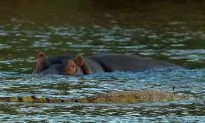 10 Deadliest Animals in the World