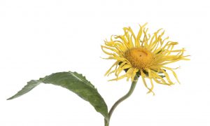 Breathing Deeply With Elecampagne