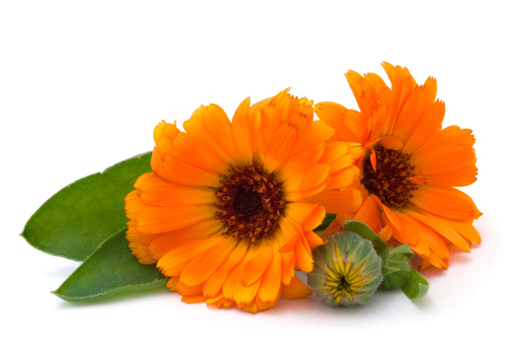 This photo shows the the common marigold (Calendula officinalis), a traditional herb to heal many ailments. (Kardash/photos.com)