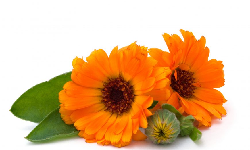 Calendula for Life’s Cuts and Bruises