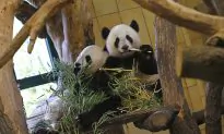 Austria Threatened With Panda Loss for Meeting Dalai Lama