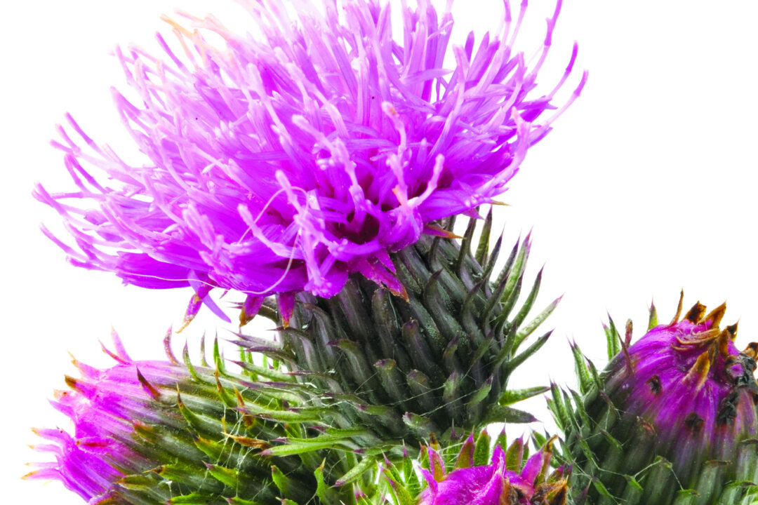The silica contained in burdock acts to break up any calcium stones in the kidneys, which are often the cause of lower back pain in individuals suffering with this set of symptoms. (Igor Grochev/photos.com)