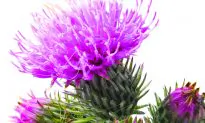 Standing Still for Too Long? Try Burdock