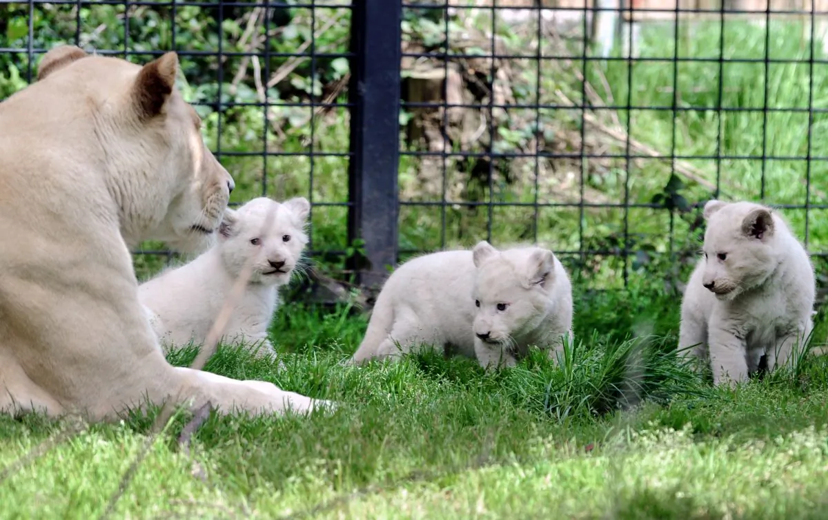 Three white lion cubs play in their pen next to their mother Sweleka (L) at the Pont-Scroff's zoo in Pont-Scorff, western France, on April 18, 2013. (FRED TANNEAU/AFP/Getty Images)