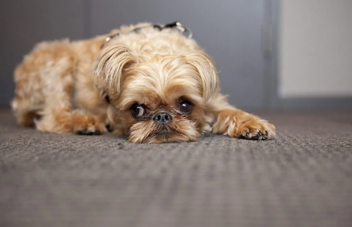Umka, a Brussels Griffon, has grown bigger than the other dogs of her breed and suffers from several birth defects, which are likely the result of being the product of a puppy mill. The New York State Legislature has voted to strengthen the "pet lemon law," a consumer protection measure for pet owners who find out too late that their yellow lab was a lemon, or there was a glitch in their kitten. It requires pet sellers to pay for veterinary treatment, reimburse the buyer for the purchase cost, or provide a replacement if a pet was sold with a serious illness or defect. Under the measure overwhelmingly passed last week, pet owners would get six months to detect problems, rather than the current 14 days.(Samira Bouaou/The Epoch Times)