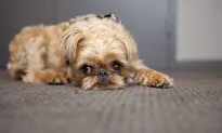 Puppy Mill Bill Passes NY State Legislature