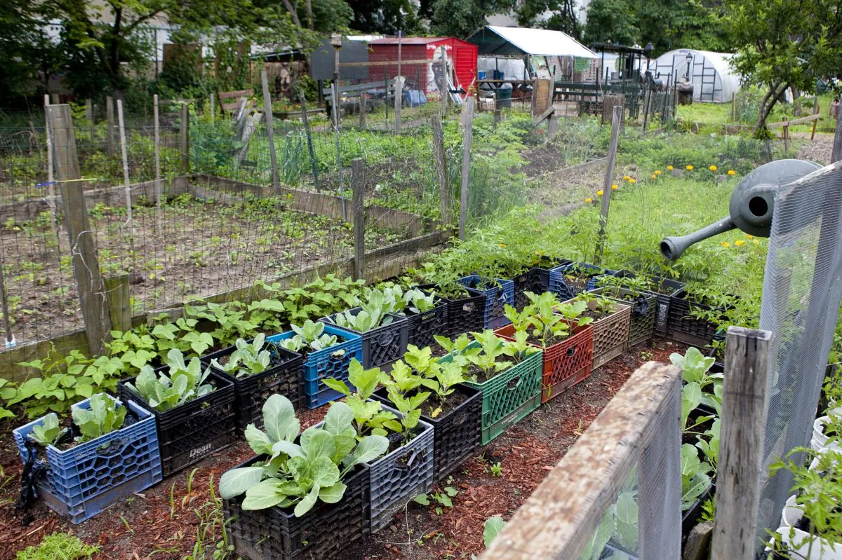 The Hattie Carthan Community Garden in Bedford-Stuyvesant on June 10. The garden recently received city funding to run its farmer's market juice initiative to educate and provide nutrients for Brooklyn's "fresh food desert." (Samira Bouaou/The Epoch Times)