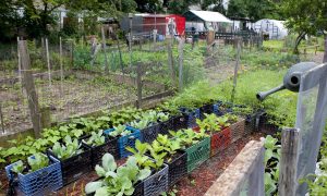 Bicycle Blender Project Provides Smoothies for the Price of a Ride
