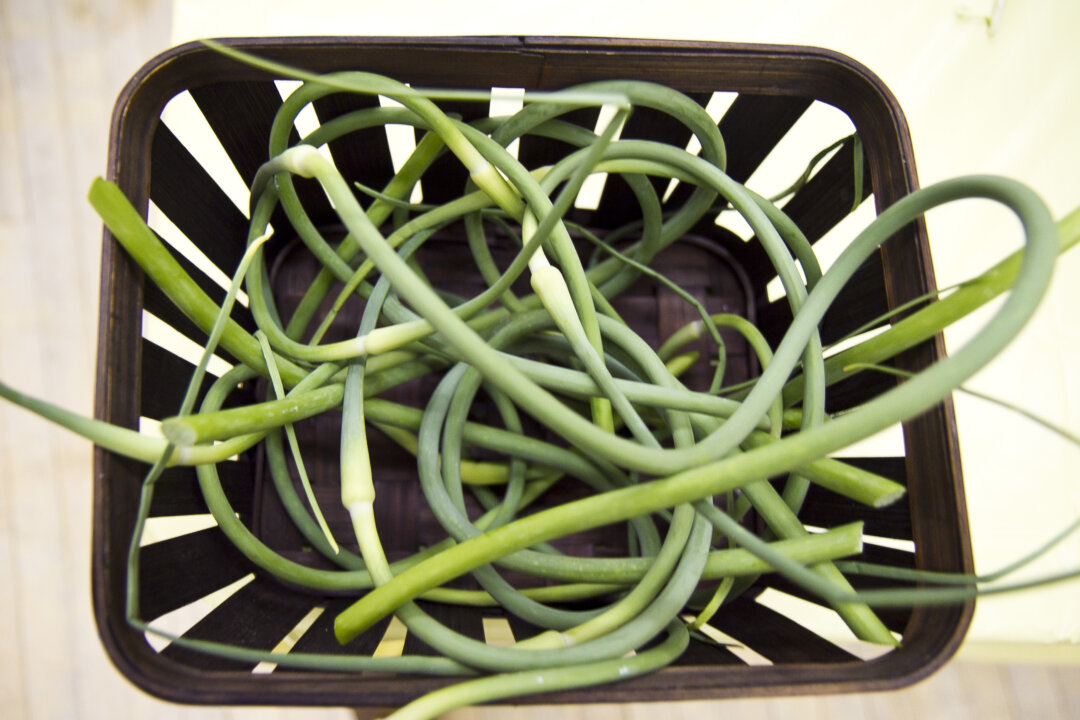 A volunteer donated garlic scapes from his garden to give to Brooklyn gardeners at a superfoods educational event in East New York on June 13. (Amelia Pang/Epoch Times Staff)
