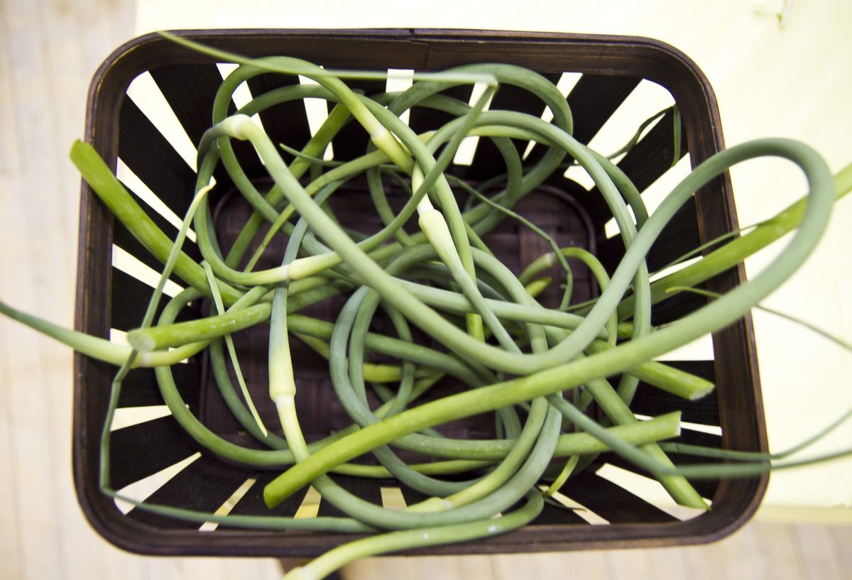 A volunteer donated garlic scapes from his garden to give to Brooklyn gardeners at a superfoods educational event in East New York on June 13. (Amelia Pang/Epoch Times Staff)