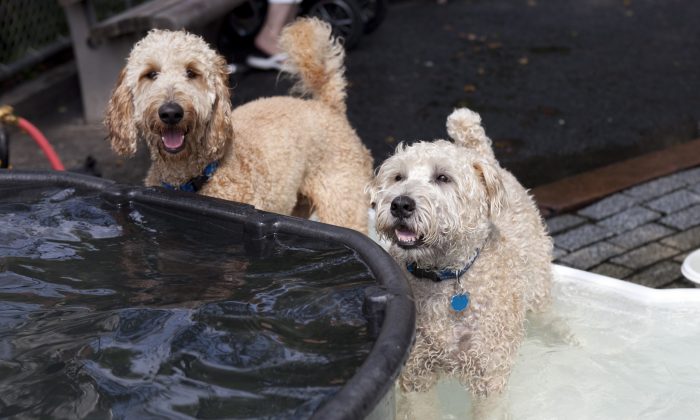 Two dogs cool off at the Hudson River Park on June 27, 2013. (Samira Bouaou/Epoch Times)