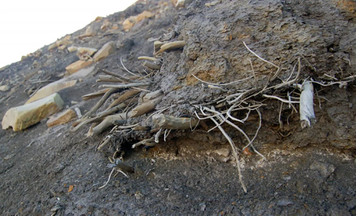 A file photo of an outcropping of mummified tree remains on Ellesmere Island in Canada. Moss exposed by melting glacial ice in central Ellesmere Island returned to life in a study first published April 26, 2013. (AP Photo/Ohio State University, Joel Barker)
