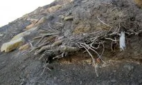 400-year-old Plants Spring Back to Life