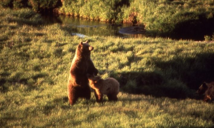 A grizzly bear and her cub are seen near Trout Creek at the Yellowstone national park, July 1964. (Bryan Harry/Yellowstone National Park)