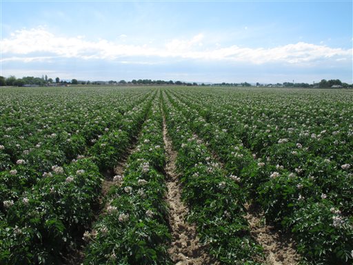 A field of flowering Ranger russet potato plants is pictured near Wilder, Idaho, on Wednesday, June 12, 2013. In a lawsuit moved to Idaho federal court this week, a U.S. wholesale grocery cooperative has sued the United Potato Growers of America, alleging the group's members in 15 states are illegally fixing prices and driving up costs. (AP Photo/John Miller)