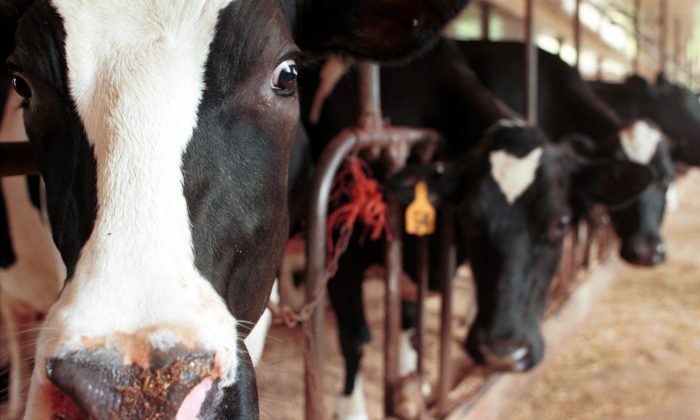 Cows await milking at a dairy farm in Epsom, NH. (Darren McCollester/Newsmakers)