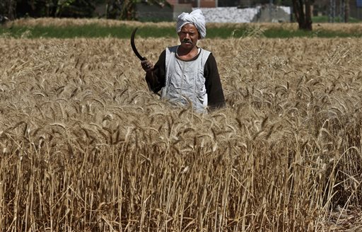 n this Monday, May 13, 2013 photo, Rida Ibrahim, a 62-year-old Egyptian farmer, harvests wheat on his farm, in Qalubiyah, North Cairo, Egypt. The US Department of Agriculture estimates that production will reach 8.7 million tons, up 2.3 percent compared to previous year. Bread is perhaps the most volatile issue amid mounting economic concerns as Egyptian President Mohammed Morsi nears the end of the first year in office. In recent months, Egypt has faced fuel shortages, water and electricity cuts and rising food prices, at a time of intense political polarization between Morsi and his Islamist supporters and the mainly secular and liberal opposition. In a country where at least 40 percent of the population of 90 million lives near or below the poverty line, millions rely on cheap bread subsidized by the government. (AP Photo/Hassan Ammar)