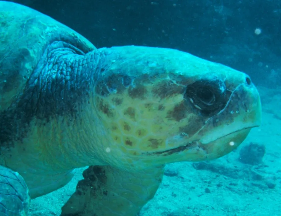 A large male loggerhead turtle who has returned to the reefs offshore just south of Boynton Beach, Florida. (John Christopher Fine copyright 2013)