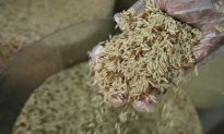 Study Finds High Levels of Arsenic in Brazilian Rice