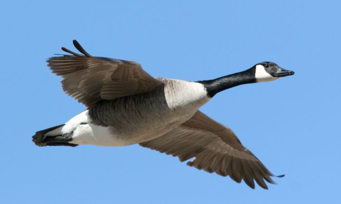 A Canada goose flies under a clear blue sky. In traditional Chinese culture, the wild goose symbolizes a letter or an exchange of correspondence due to its use by the ancient Chinese to carry messages over long distances. (Janet Forjan-Freedman/Photos.com)