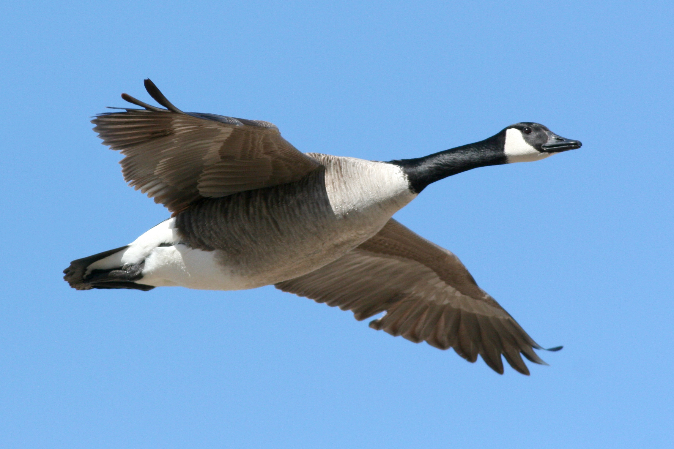 Chinese Idiom A Wild Goose Carries A Message From Afar 鴻雁傳書