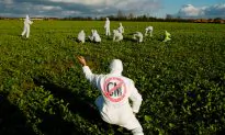 EU at a GMO Crossroads