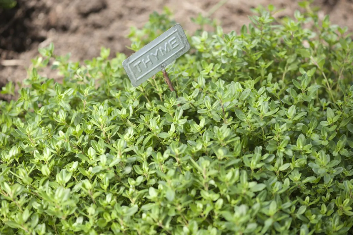 Use markers to identify plants. (Cat Rooney/Epoch Times)