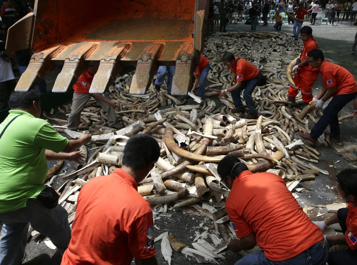 Workers prepare seized elephant tusks to be crushed by a backhoe during a destruction ceremony at the Protected Areas and Wildlife Bureau of the Department of Environment and Natural Resources in Quezon city, Philippines, Friday June 21, 2013. They used a backhoe and an incinerator Friday to crush and burn more than five tons of smuggled elephant tusks. (Bullit Marquez/AP)