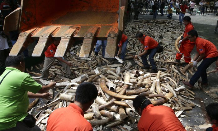Workers prepare seized elephant tusks to be crushed by a backhoe during a destruction ceremony at the Protected Areas and Wildlife Bureau of the Department of Environment and Natural Resources in Quezon city, Philippines, Friday June 21, 2013. They used a backhoe and an incinerator Friday to crush and burn more than five tons of smuggled elephant tusks. (Bullit Marquez/AP)