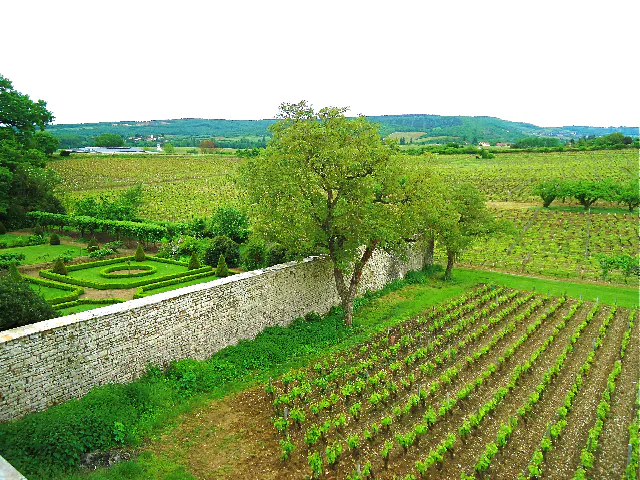 The Vineyards at Chateau de Chamirey in the town of Mercurey in the Burgundy Province of France. (Susan James)